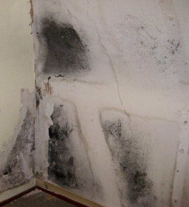 schimmel in der wohnung entfernen und vermeiden schimmel gutachter (tÜv rheinland geprüft, eu Schimmel Hinter Küche Vermeiden ~ schimmel in der wohnung entfernen und vermeiden schimmel gutachter (tÜv rheinland geprüft, eu
